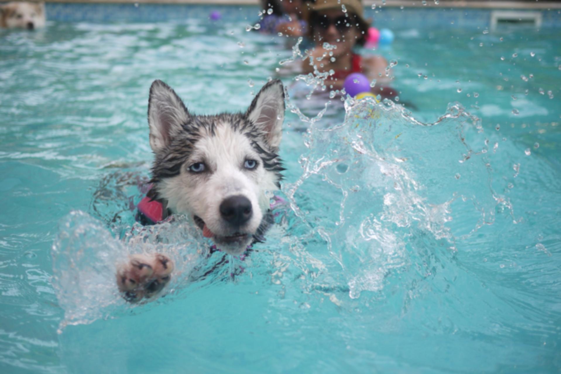 Dog Owners Guide To Hydrotherapy